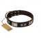 "Satin Beauts" FDT Artisan Brown Leather English Pointer Collar with Stars and Plates