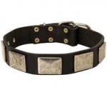 Leather English Pointer Collar with Large Nickel-covered Plates