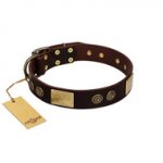 "Bow-Wow Effect" FDT Artisan Brown Leather English Pointer Collar with Plates and Ornate Studs