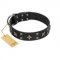 "Star Excitement" Modern FDT Artisan Black Leather English Pointer Collar with Studs and Stars