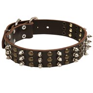 English Pointer Leather Dog Collar with Rows of Spikes and Studs