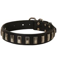 English Pointer Leather Collar with Shiny Plates