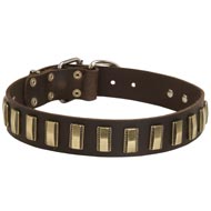 Leather English Pointer Collar with Awesome Brass Plates