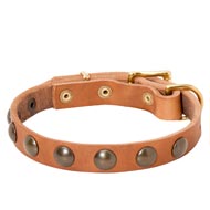 Leather English Pointer Collar with Brass Half-Ball Studs