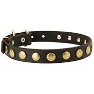 Leather English Pointer Collar with Brass Circles for Fashionable Walking