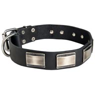 Leather English Pointer Collar Massive Nickel-covered Plates