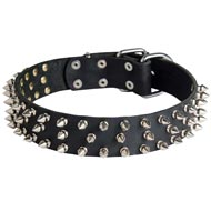 Leather English Pointer Collar with 3 Rows of Nickel Spikes
