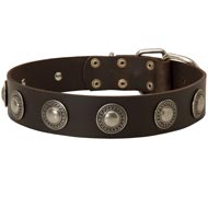 Leather English Pointer Collar Decorated with Silver Conchos