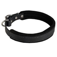 Padded Leather English Pointer Collar 25 mm for Dog Training