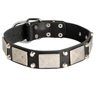 Leather English Pointer Collar Decorated with Nickel-Plated Cones and Plates