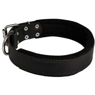 English Pointer Durable Padded Leather Collar 40 mm