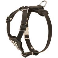 Studded Leather English Pointer Puppy Harness