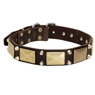 Leather English Pointer Collar with Studs and Plates