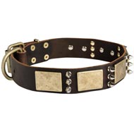 Designer War-Style Leather English Pointer Collar with Spikes and Plates