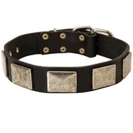 Leather English Pointer Collar with Large Nickel-covered Plates