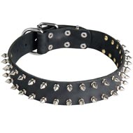 Leather English Pointer Collar with 2 Rows of Nickel Spikes