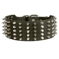 English Pointer Leather Collar Spiked and Studded