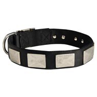 Nylon English Pointer Collar Massive Nickel Plates