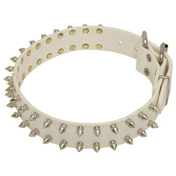 Spiked White Leather Collar for English Pointer Walking