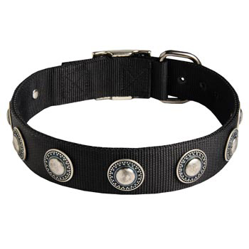 English Pointer Dog Nylon Collar Awesome Design