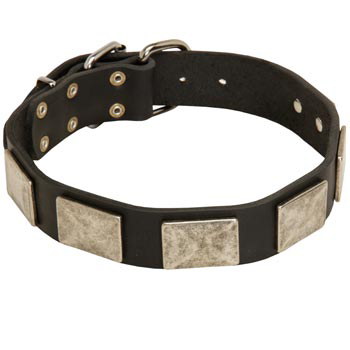 Walking Leather English Pointer Collar