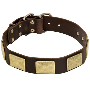 Leather English Pointer Collar with Fashionable Studs