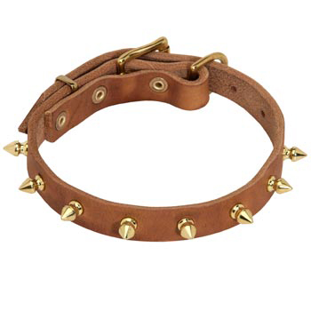 Designer Leather Collar for English Pointer