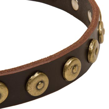 English Pointer Collar with Stylish Circles
