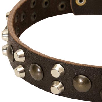 Leather English Pointer Collar with Hand Set Studs