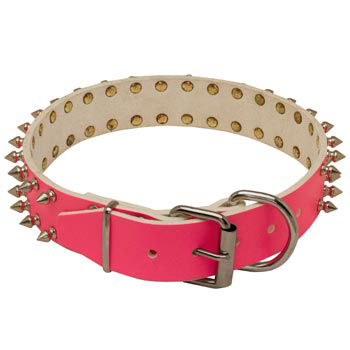 Designer Collar for Female English Pointer