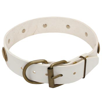 White Leather Dog Collar for English Pointer Stylish Walks