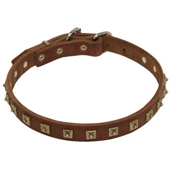 English Pointer Leather Collar For Walking And  Training in Style