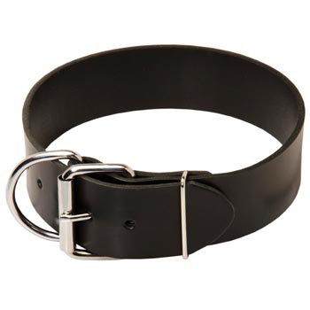 English Pointer Leather Collar of Extra Width