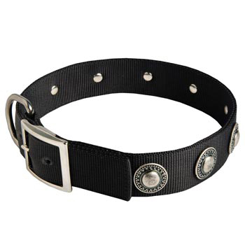 English Pointer Dog Nylon Collar Steel Nickel Plated Conchos
