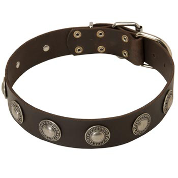 Training Leather   English Pointer Collar for Stylish Dogs