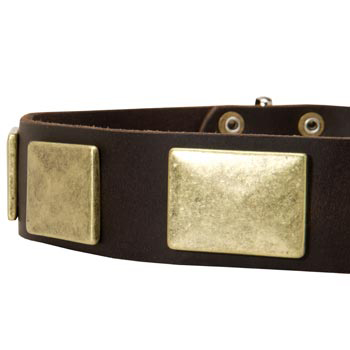 Leather Dog Collar with Massive Brass Plates for English Pointer