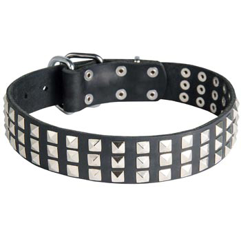 Studded English Pointer Collar