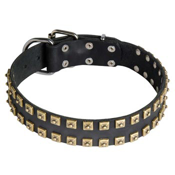 Leather English Pointer Collar with Firm Studs