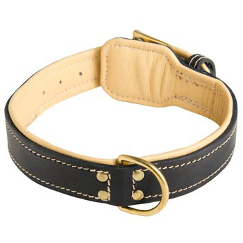 Leather Dog Collar Padded for English Pointer Off Leash Training