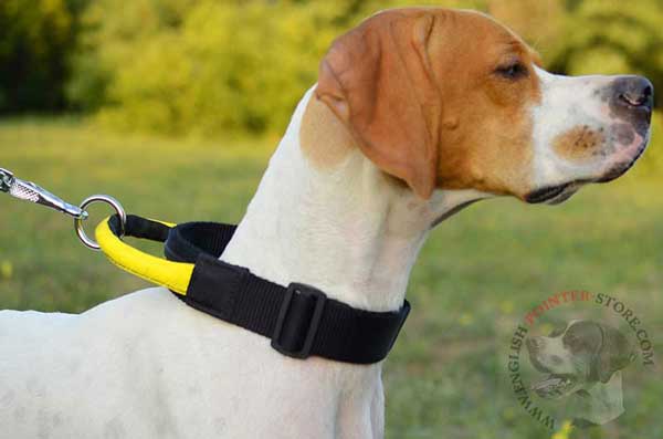 Nylon English Pointer Collar