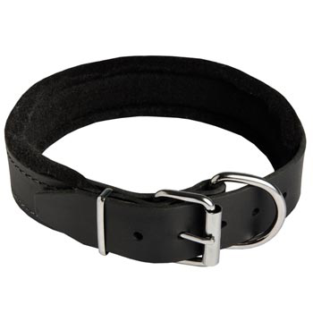 Padded Walking Gear for English Pointer Training