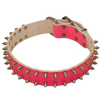 Spiked Pink Leather She-Dog Collar for English Pointer Walking