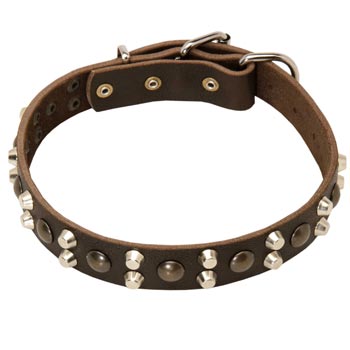 Leather Collar for English Pointer Stylish Walks