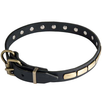 English Pointer Leather Dog Collar with steel old brass plated Buckle 