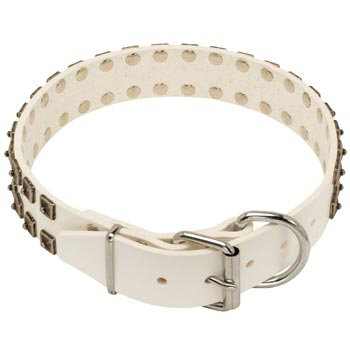 White Leather Dog Buckle Collar for English Pointer