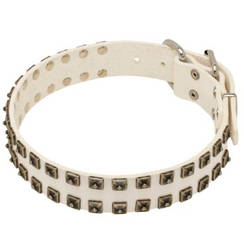 Studded White Leather Dog Collar for English Pointer