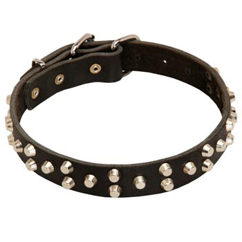 Wide Leather Dog Collar for English Pointer Walking