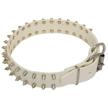 Fashion White Collar for English Pointer