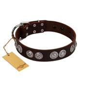 "High and Mighty" FDT Artisan Classy Brown Leather English Pointer Collar with Embellished Brooches