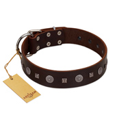 "Pure Sensation" Exclusive FDT Artisan Brown Leather English Pointer Collar with Fancy Brooches and Studs